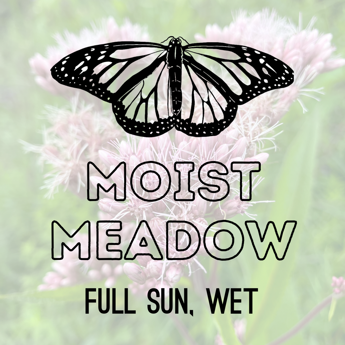 Healing Garden Seeds: Moist Meadow - 5g