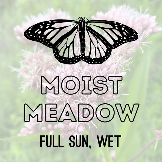 Healing Garden Seeds: Moist Meadow - 5g