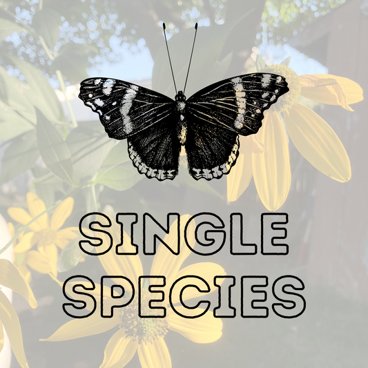 Healing Garden Seeds: Single Species - 1g