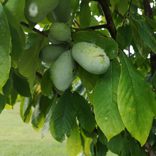 Load image into Gallery viewer, Pair of Pawpaw Trees
