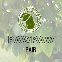 Load image into Gallery viewer, Pair of Pawpaw Trees
