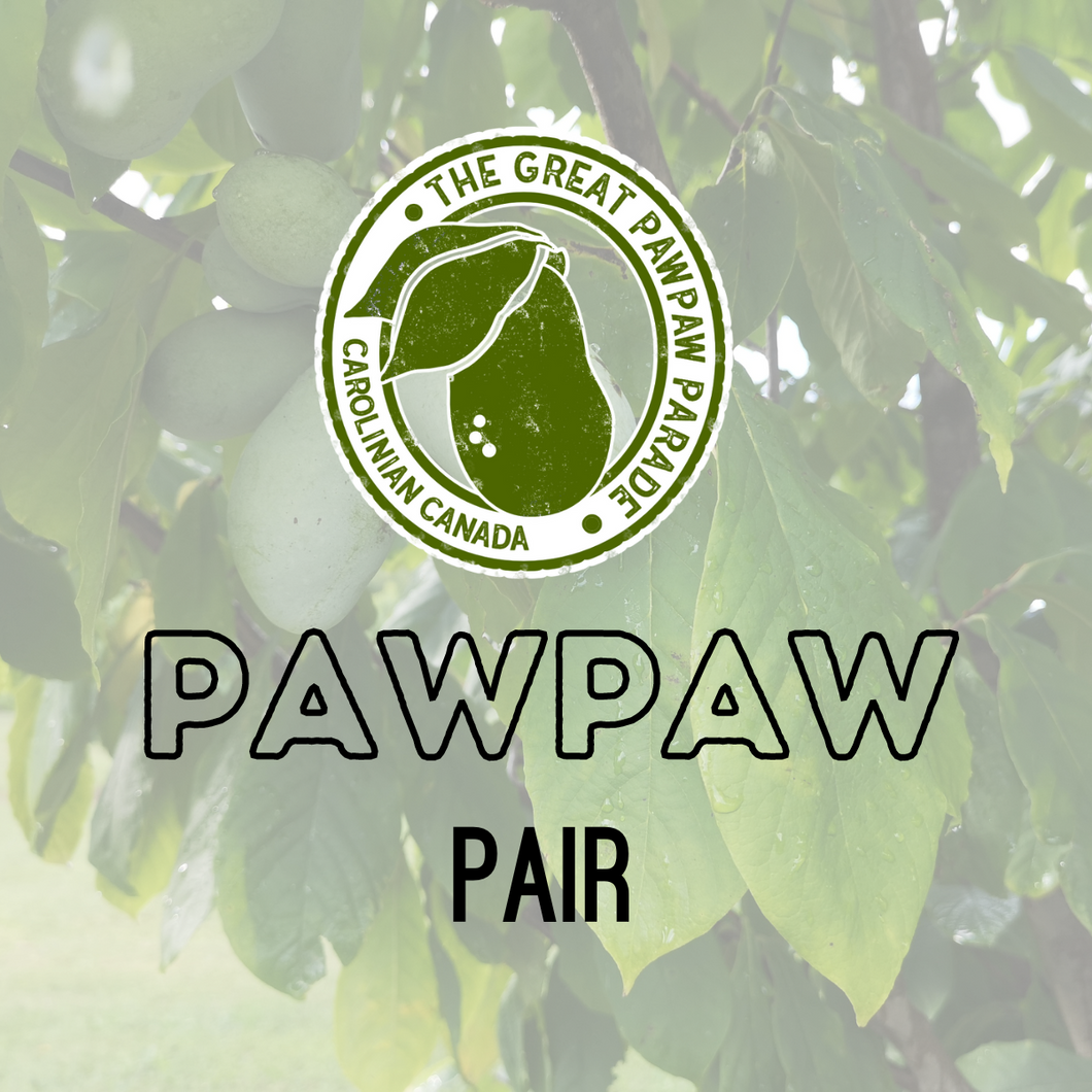Pair of Pawpaw Trees
