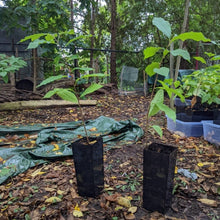 Load image into Gallery viewer, Pair of Pawpaw Trees
